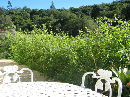set-forest-edge