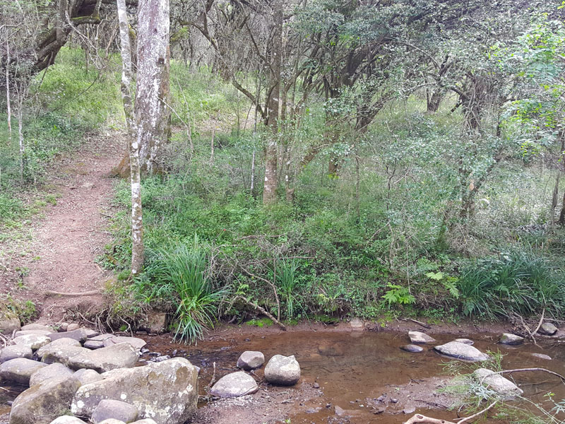 Yellowwood Creek Accommodation forest-walks Yellowwood Creek Accommodation