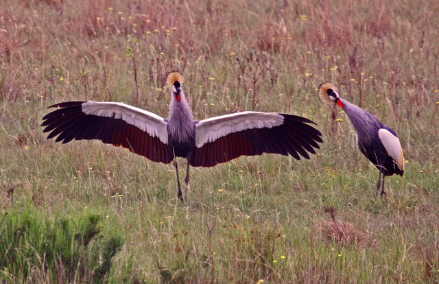 Crowned crane Crowned Crane escape route stutterheim biodiversity