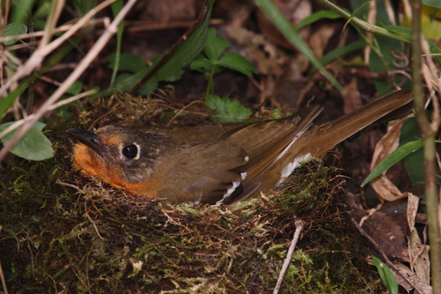 Orange Trush Orange Thrush escape route bird watching