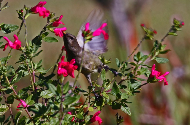 Lesser double-collared sunbird Sunbird - lesser double-collared female escape route bird watching